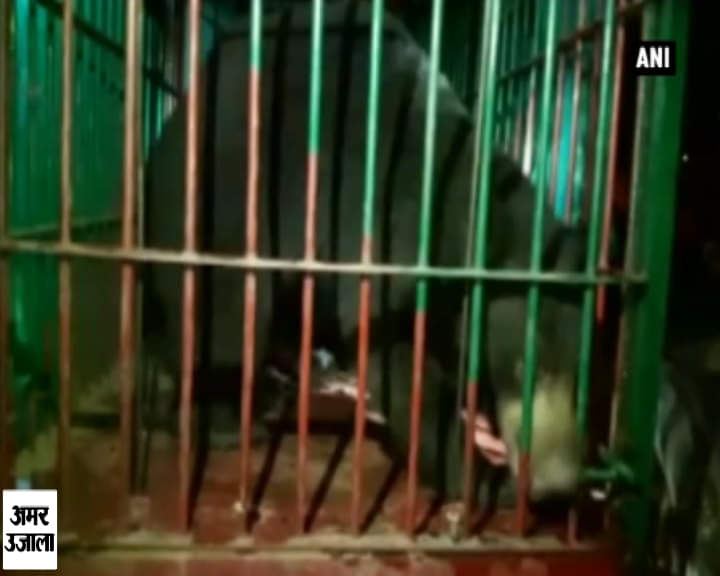 भालू पकड़ा