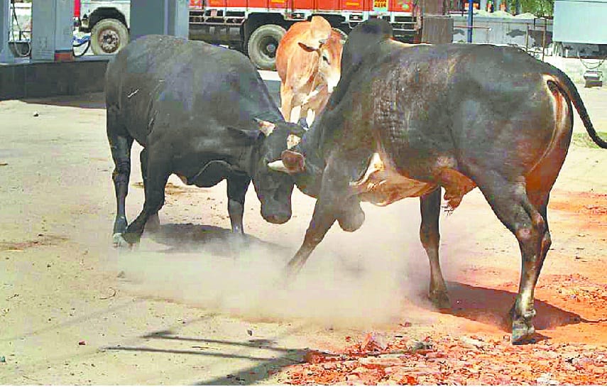 CM Manohar lal hisar, cows cenchury hisar,  Hisar