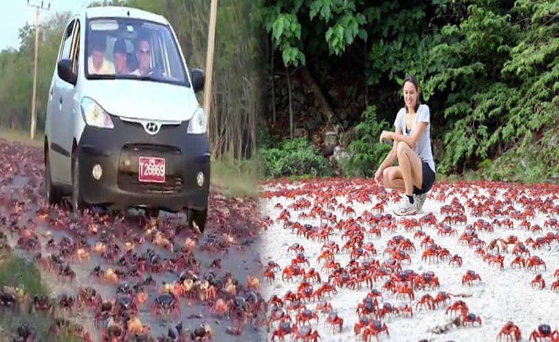 The Amazing Red Crab of Christmas Island