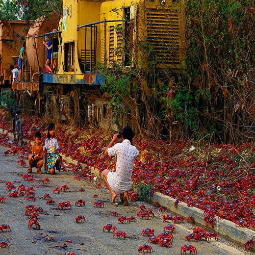 The Amazing Red Crab of Christmas Island