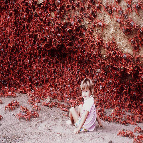 The Amazing Red Crab of Christmas Island