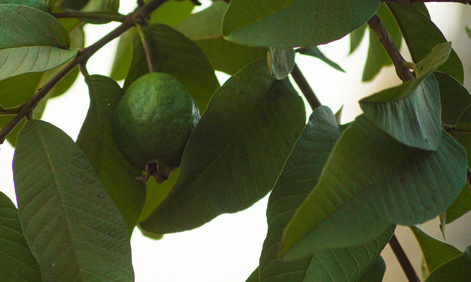benefits of guava leaves