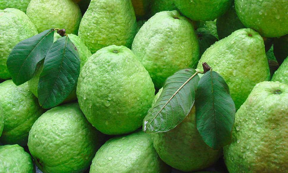 benefits of guava leaves