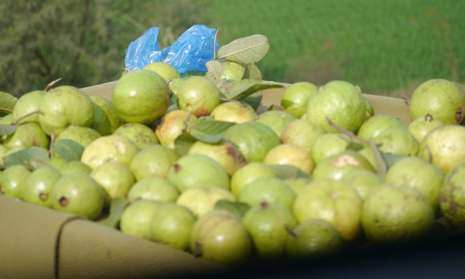 benefits of guava leaves