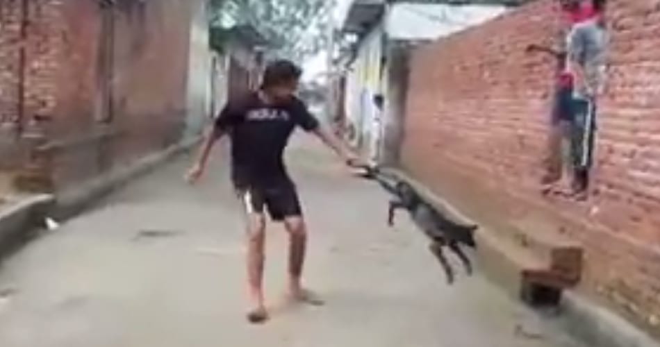misbehave with dog video viral on social media, told the boys name and got 50 thousand reward