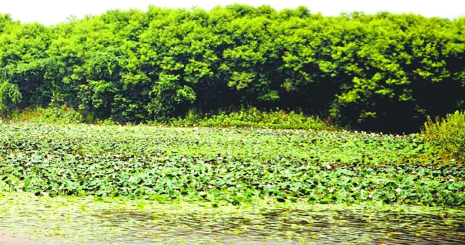 amrican lotus big problem for sukhna lake chandigarh after weed