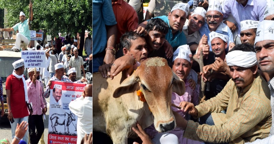AAP workers bringing cows tied to the house of a cabinet minister
