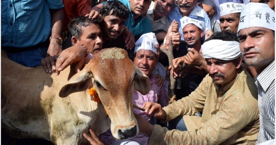 AAP workers bringing cows tied to the house of a cabinet minister