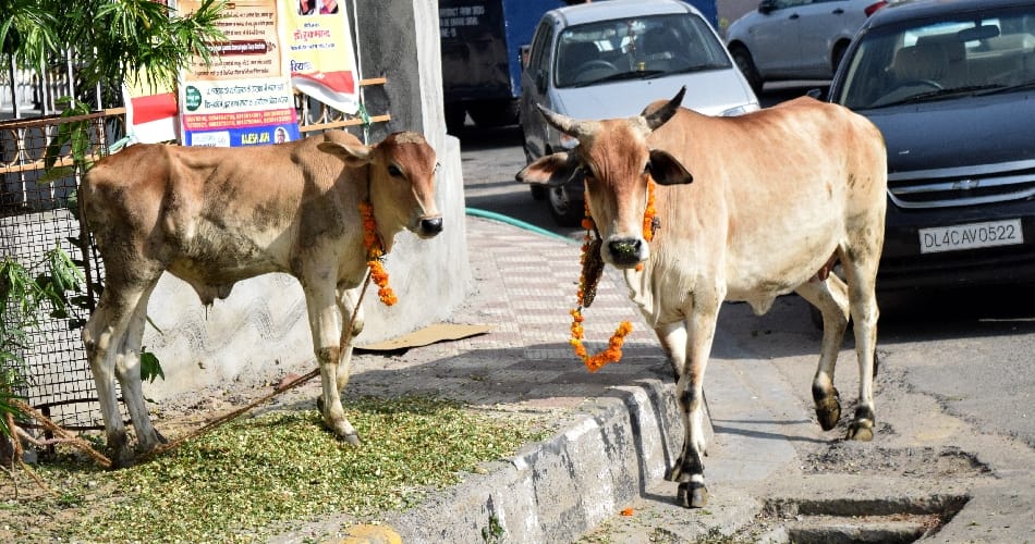 BJP have AAP cow, calls of aap leader for cow, rohtak politics