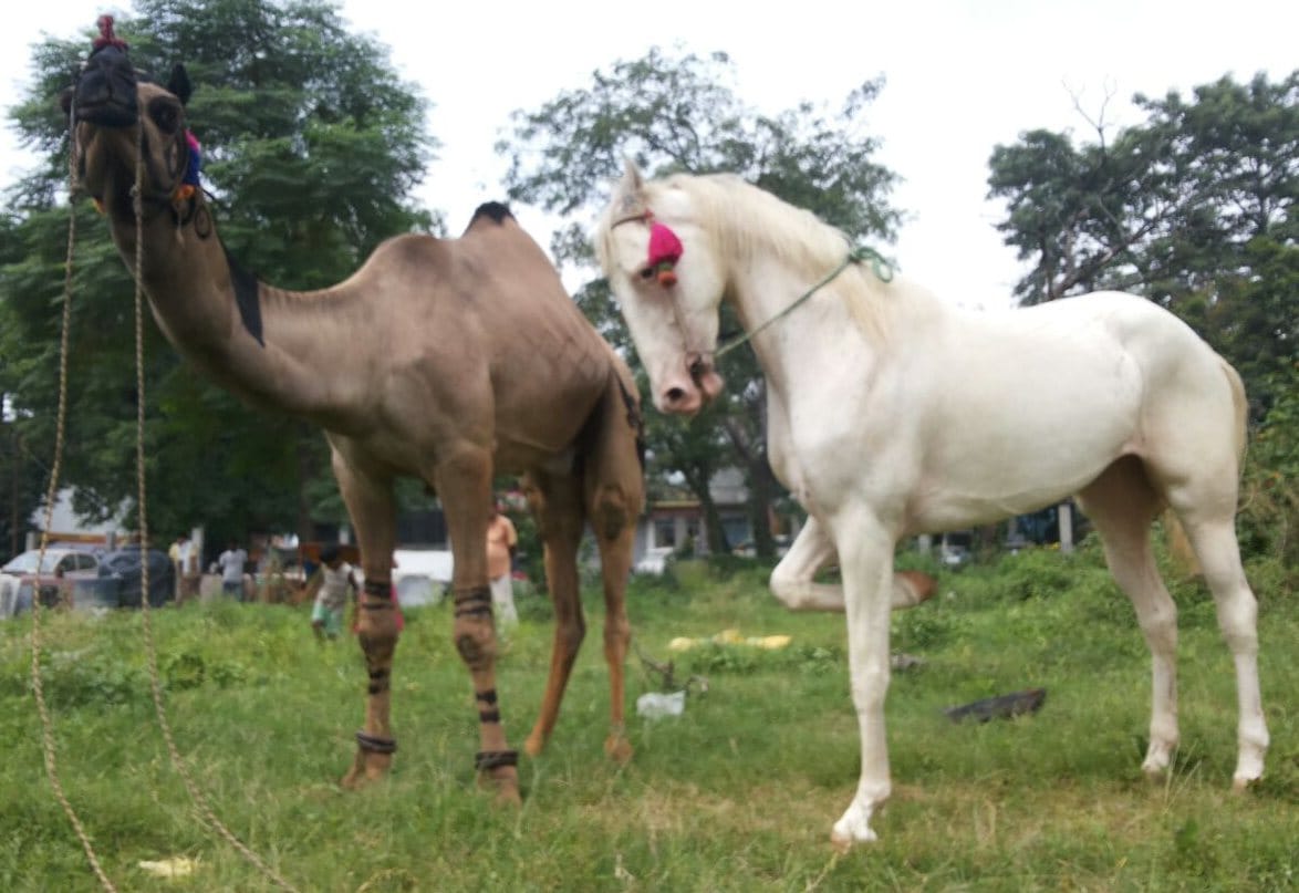 dadri mela