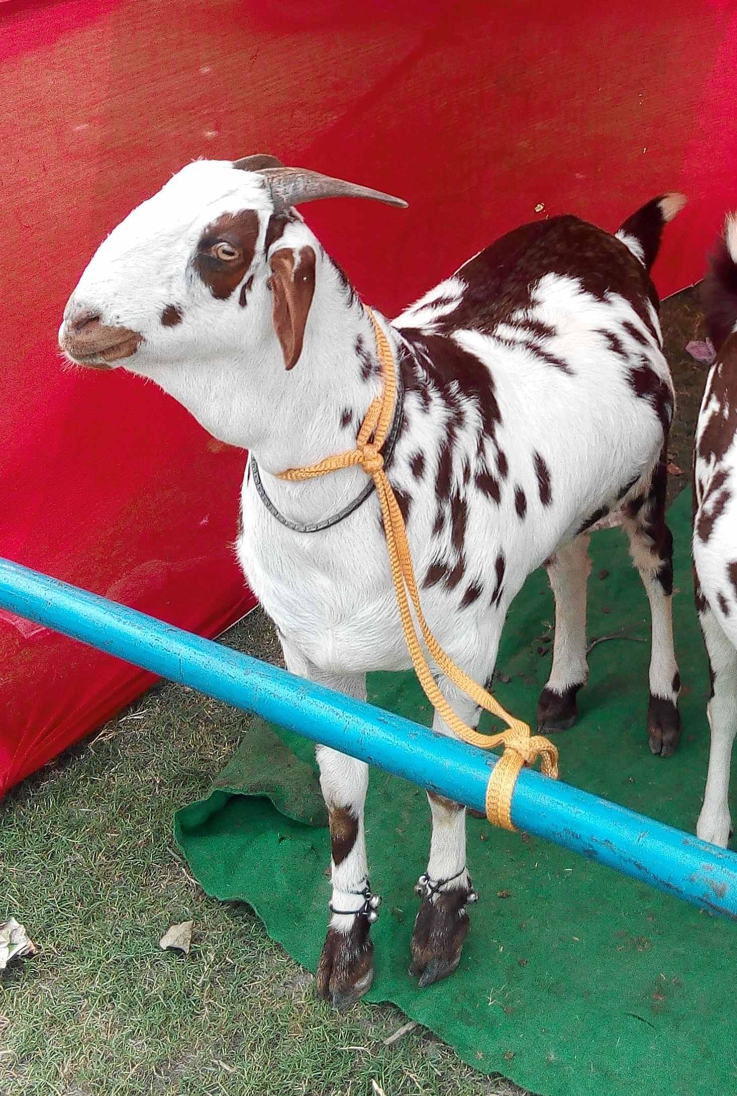 billy goat market in lucknow