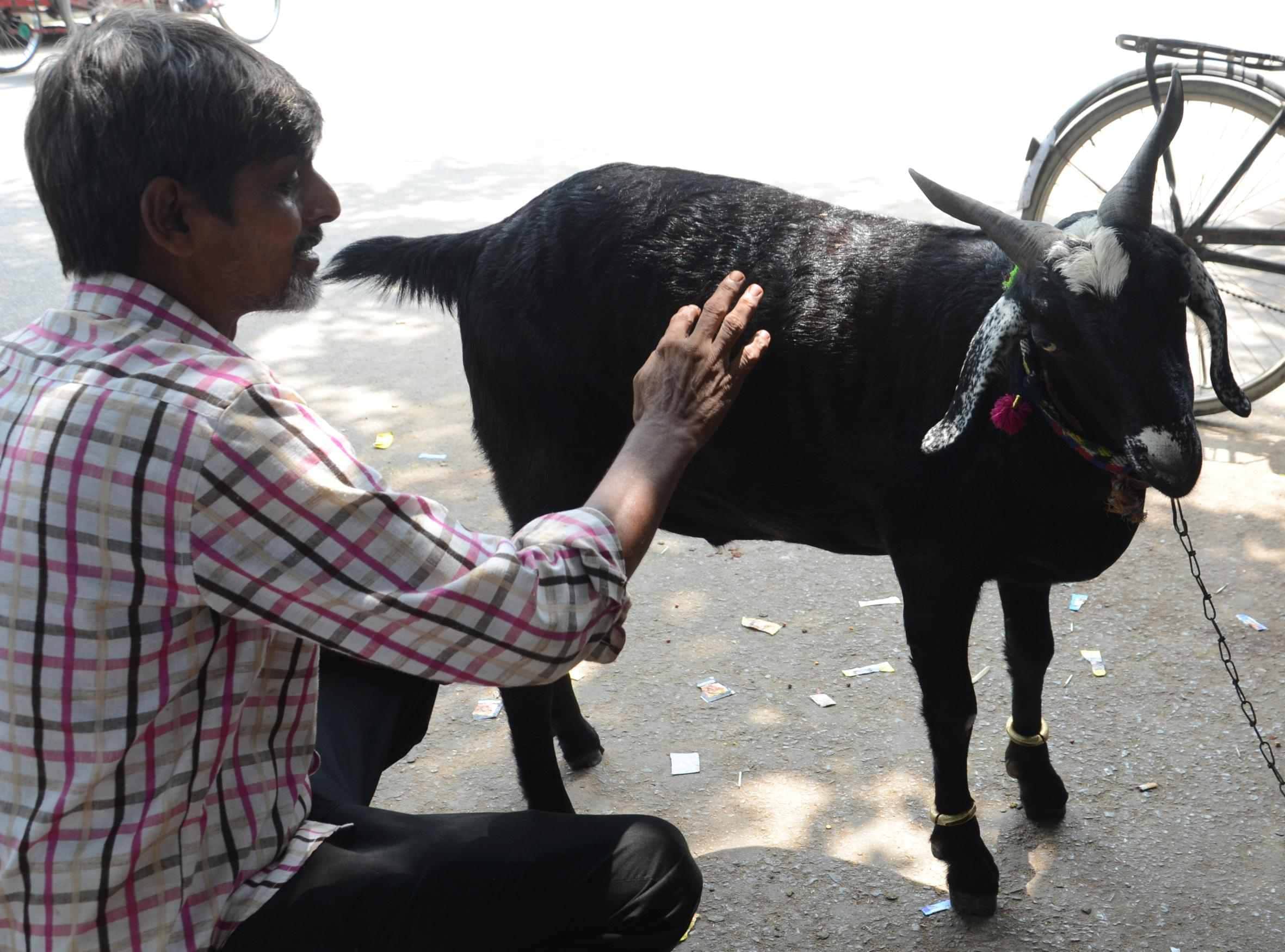 billy goat market in lucknow