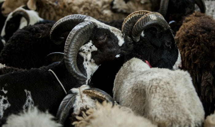 bakra eid 2016 festival and market inflation