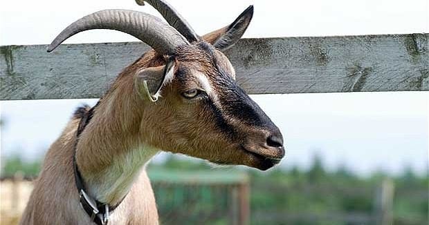 Sick goats before Bakrid in kanpur
