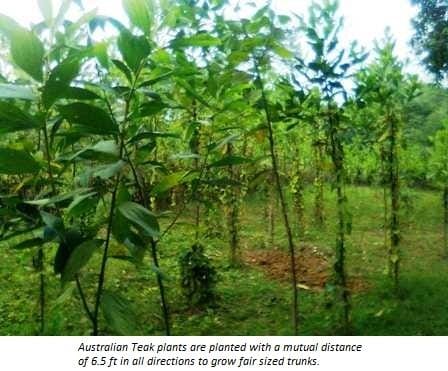 Hundreds of sandalwood trees cut government investigation retrofitted
