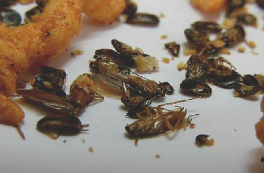 cockroach found in Kurkure Packet at Shimla.