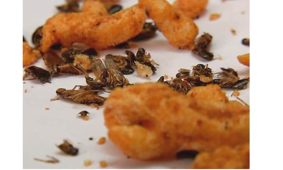 cockroach found in Kurkure Packet at Shimla.
