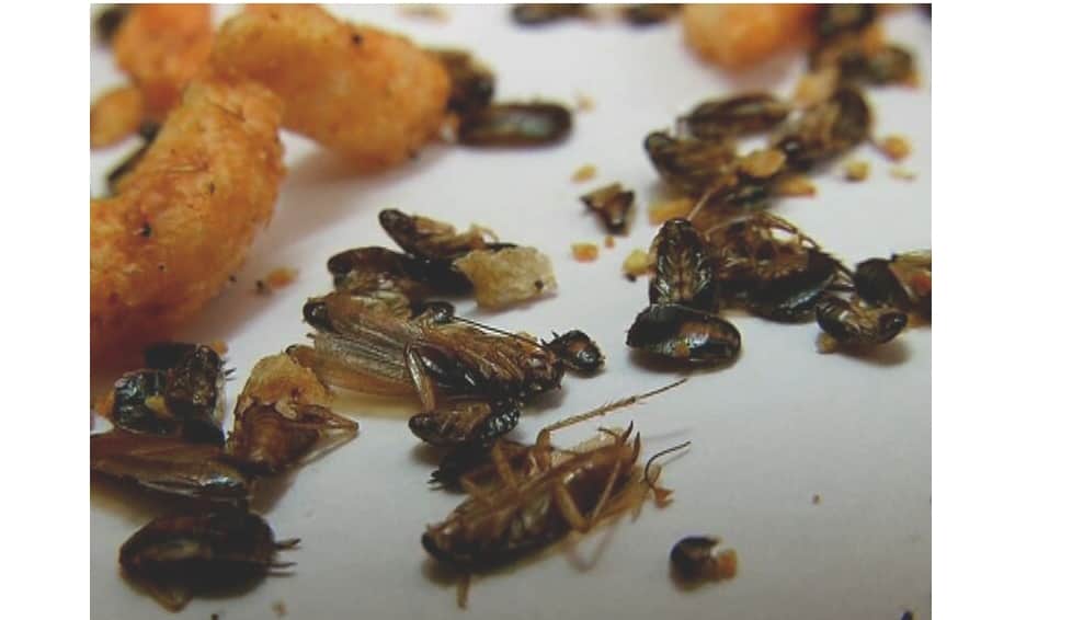 cockroach found in Kurkure Packet at Shimla.