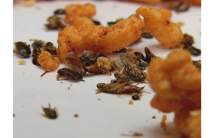 cockroach found in Kurkure Packet at Shimla.