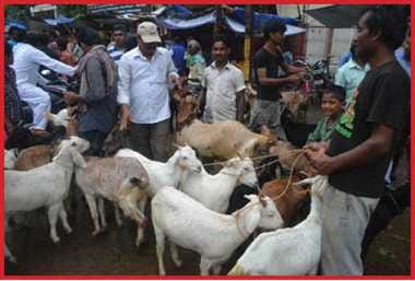 Eating dry fruits are willing to sacrifice goats