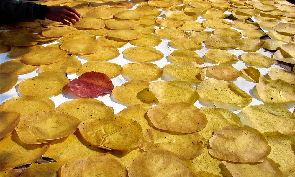 Harmful Effects Of Papad