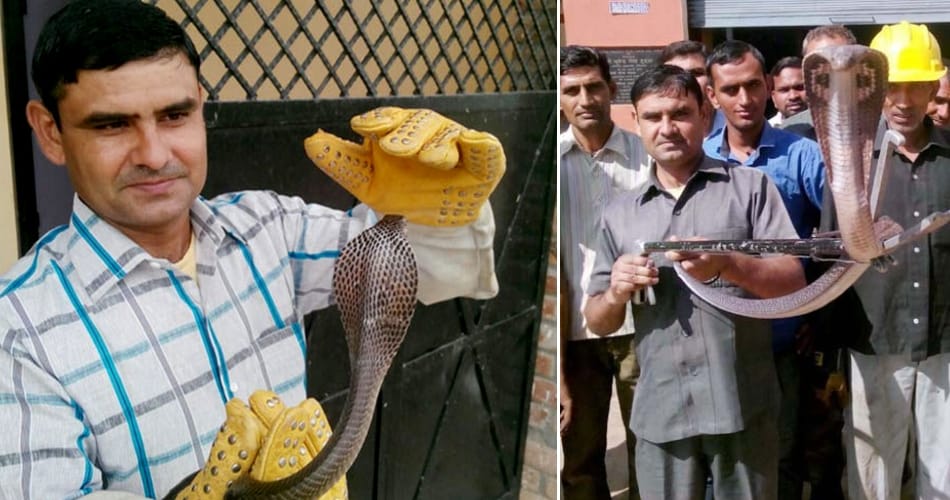 interesting and amazing story of karnal boy popular as snake man satish kumar