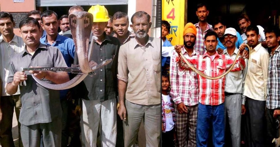 interesting and amazing story of karnal boy popular as snake man satish kumar