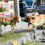 Animal hostel will be open in varanasi on the basis of gujrat