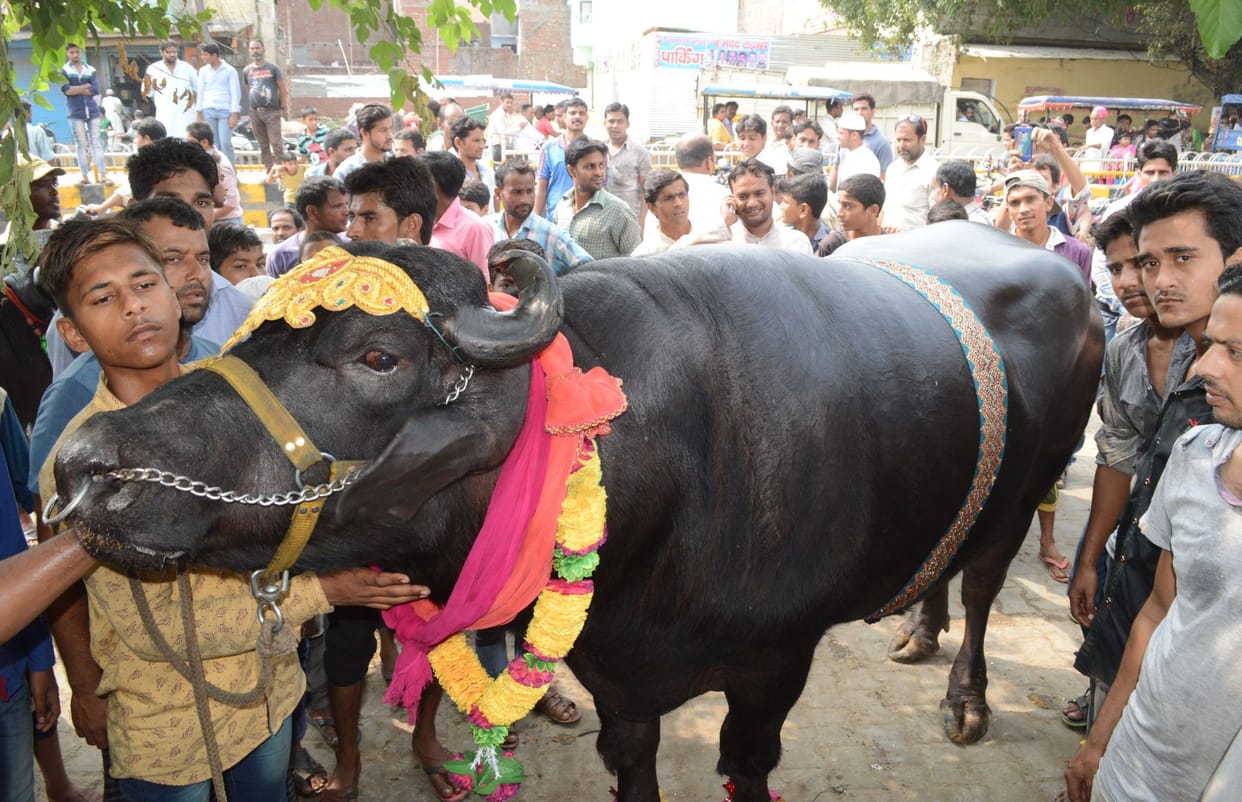 Bahubali buffalo in Bakri Eid market in moradabad