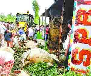 17 animals died in the accident