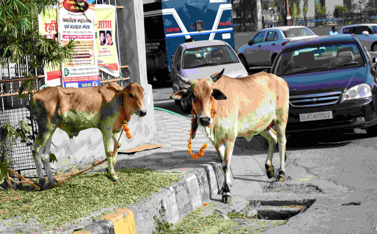 Animal hostel will be open in varanasi on the basis of gujrat