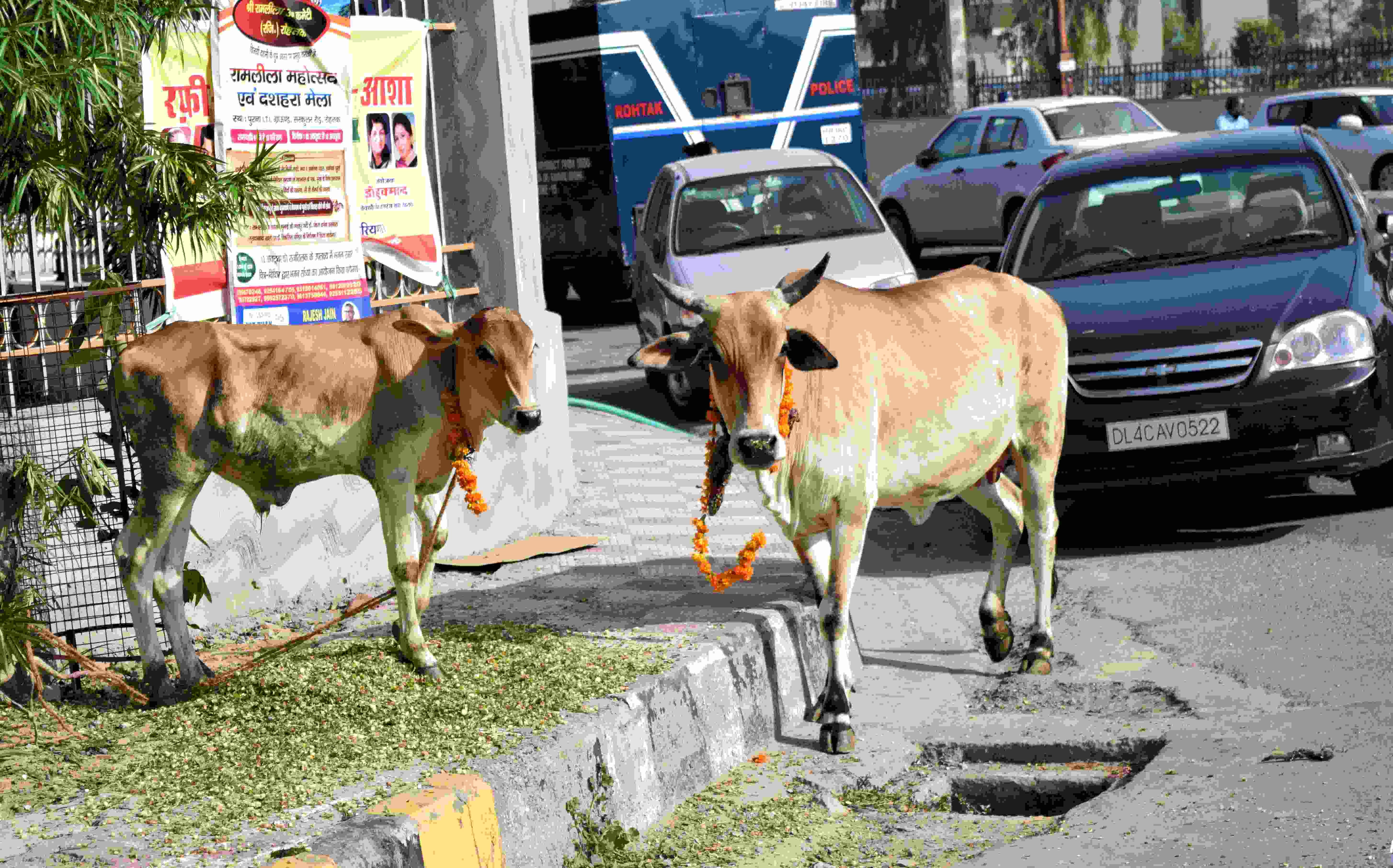 Animal hostel will be open in varanasi on the basis of gujrat