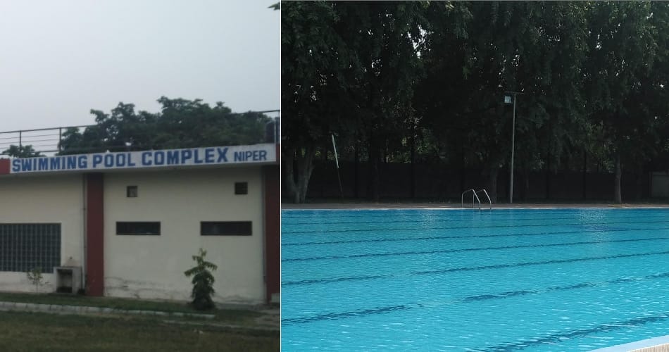A company manager dipped in the swimming pool of the Nipr