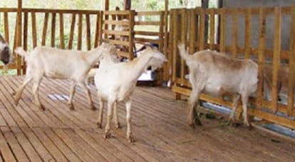 Sick goats before Bakrid in kanpur
