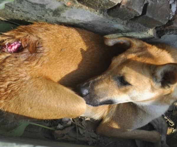 SI shoots a dog in Lucknow. 