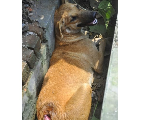 SI shoots a dog in Lucknow. 
