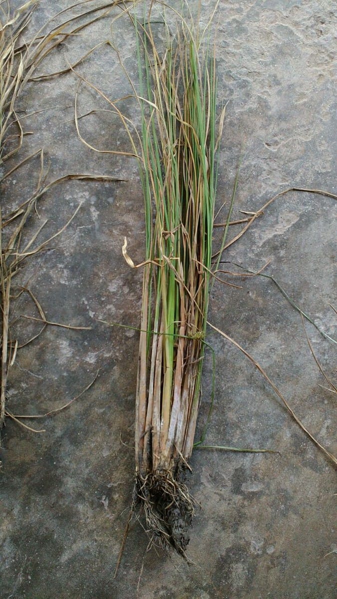the outbread of the disease in paddy crop