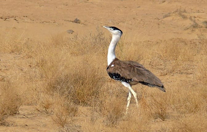 captive breeding of indian buster