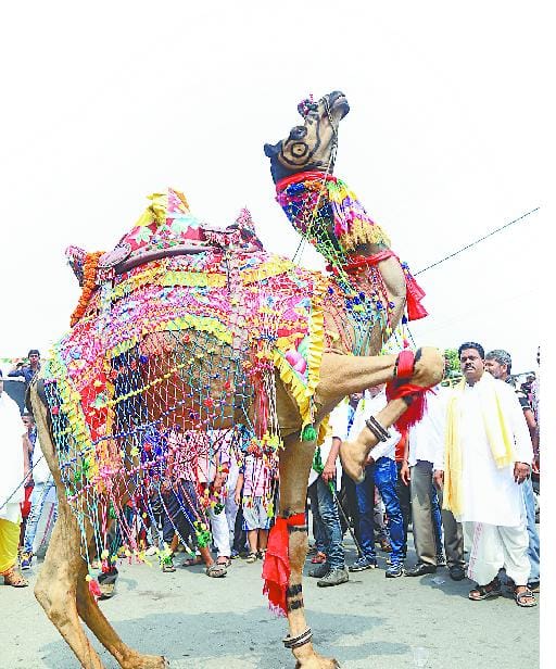 Immersion in travel by camel and horse planted jive to the beats