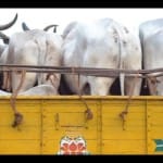 smuggling of cows