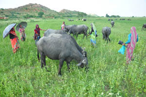 Forcing farmers to feed farm animals