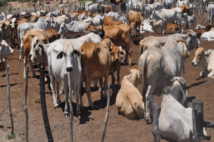 Accused of selling animals at cowshed