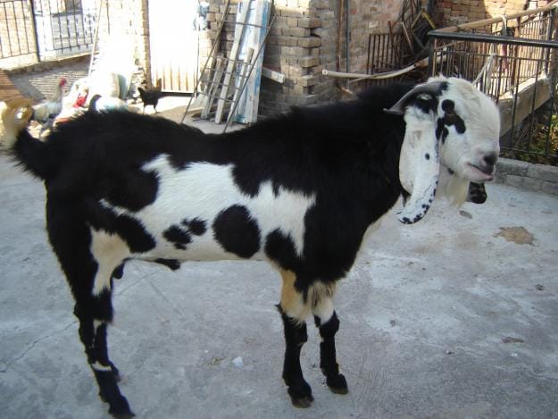 Goat by putting water on the controversy