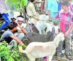Bakrid celebrations in Sultanpur