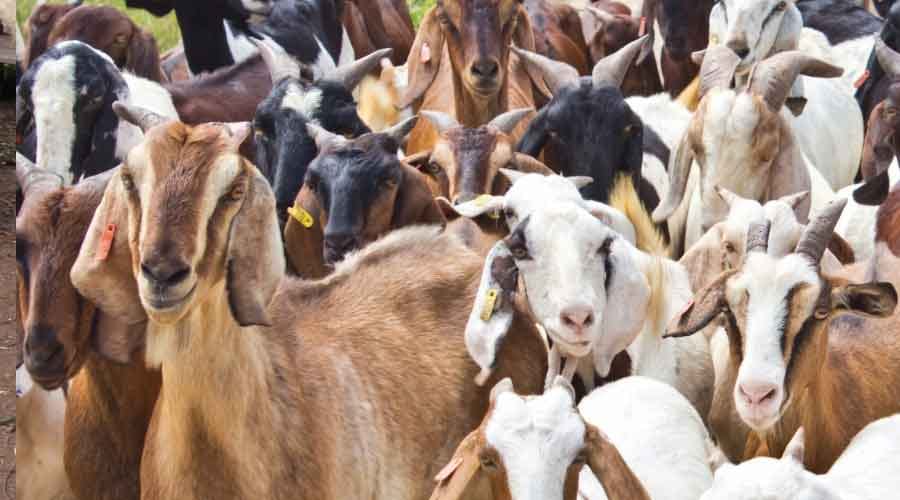bakrid 2019 importance and history
