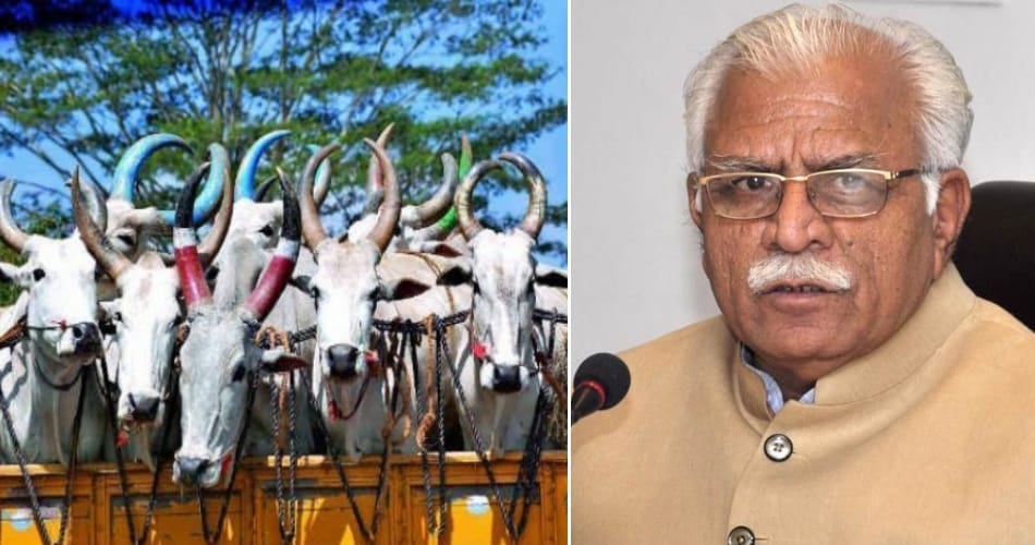 Haryana Special Task Force now will prevent the smuggling of cows
