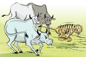 cow 