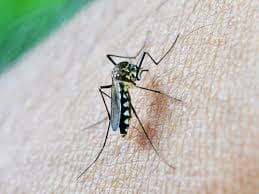 Having dengue mosquito in the day and at night the attack of malaria