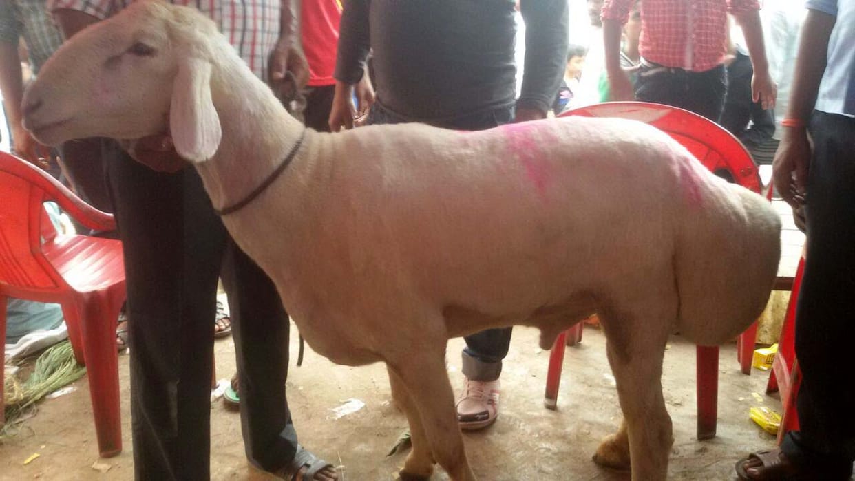 Bakra Mandi sold for one million Dunba