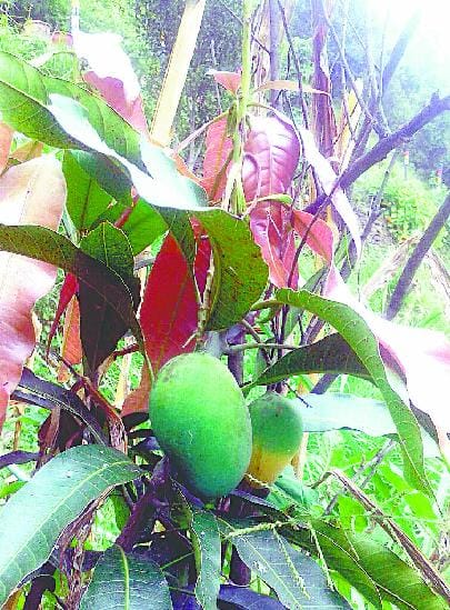 less production of mango will creat problem to people